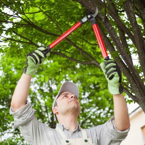 Tree pruning