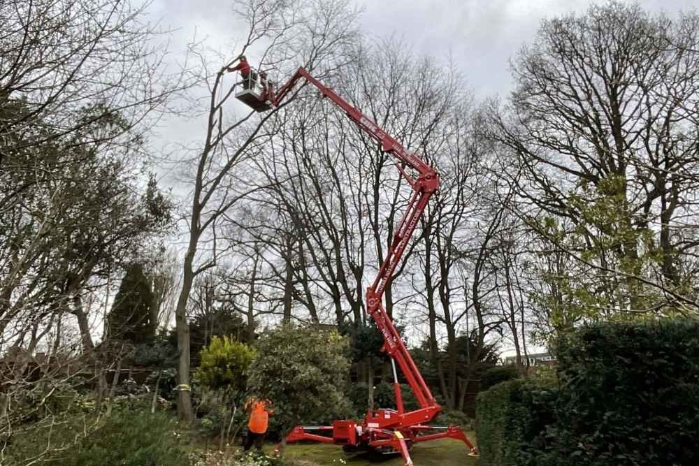 tree removal Luling TX