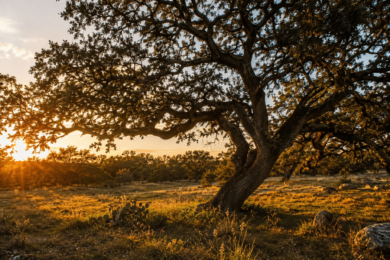 A native live oak in the Texas Hill Country at golden hour