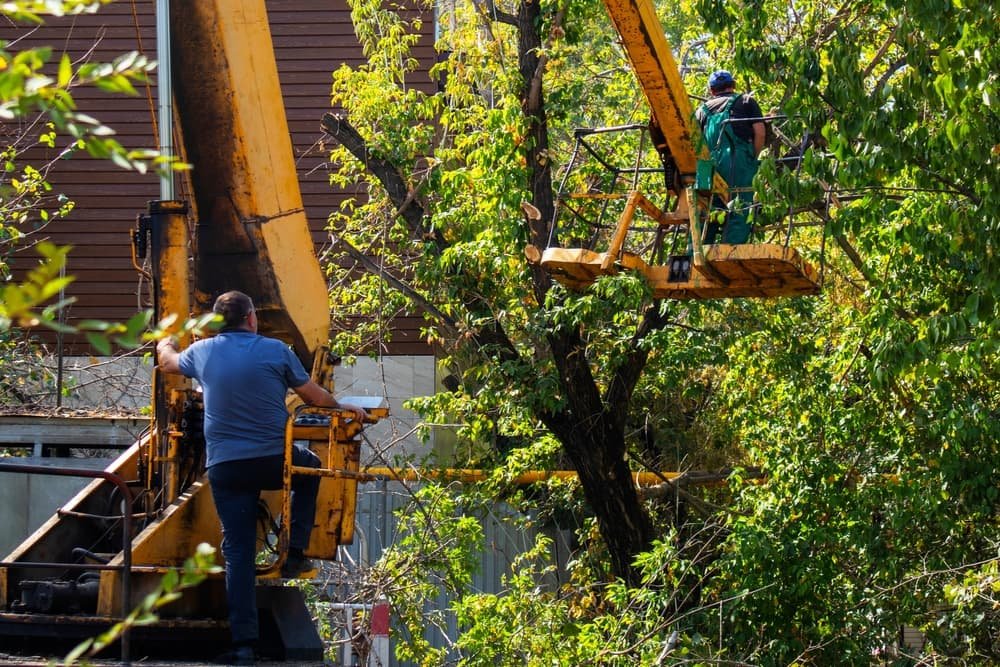Gonzales, TX Affordable Tree Trimming Services