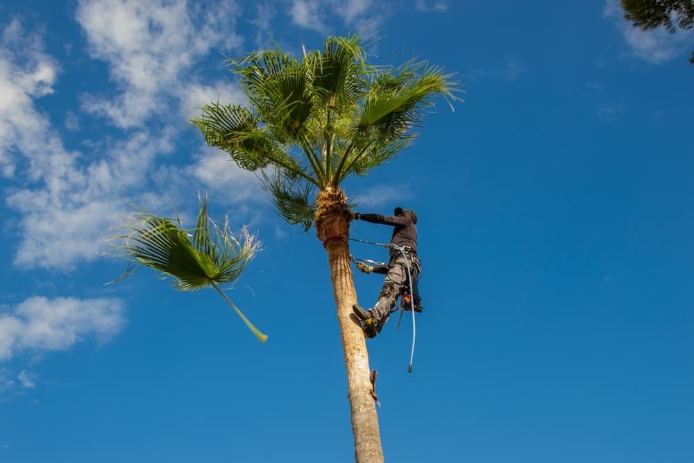 Gonzales, TX Expert Tree Trimming