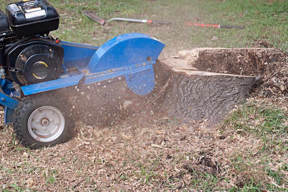 Tree Stump grinding