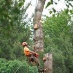 Affordable Tree Care Services in Gonzales, TX