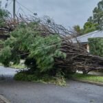 Emergency Tree Removal in Gonzales, TX