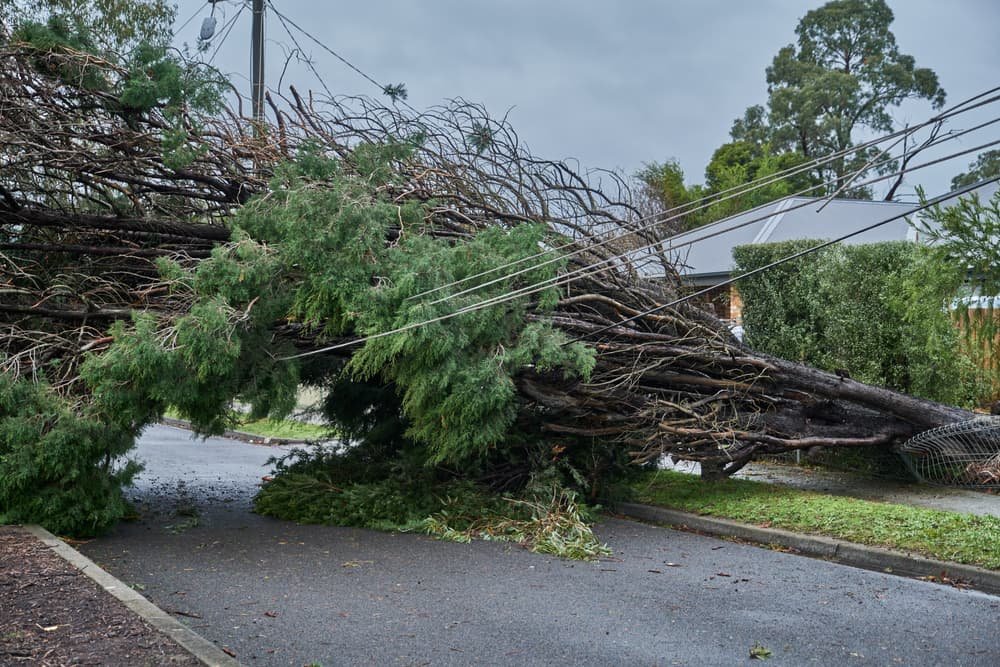 Emergency Tree Removal in Gonzales, TX