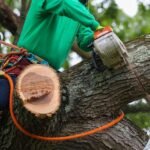 Expert Tree Trimming Gonzales, TX