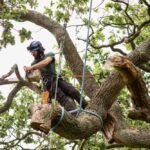 affordable tree removal services New Braunfels TX
