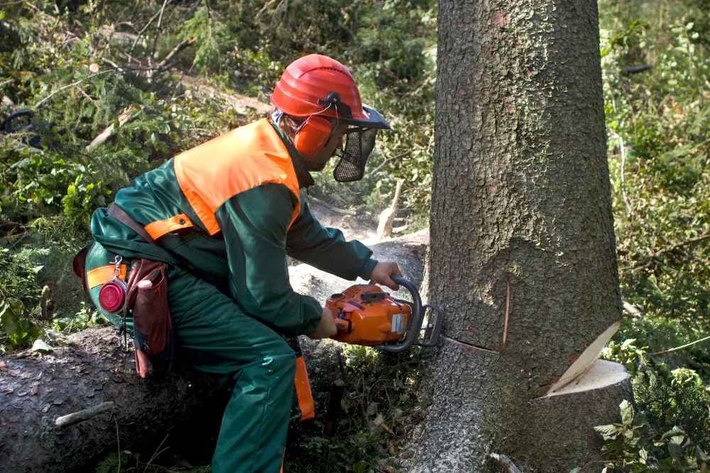 affordable tree removal services Seguin TX