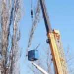 crane tree removal service Seguin TX