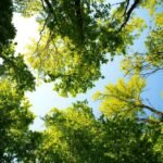 professional tree trimming services New Braunfels TX