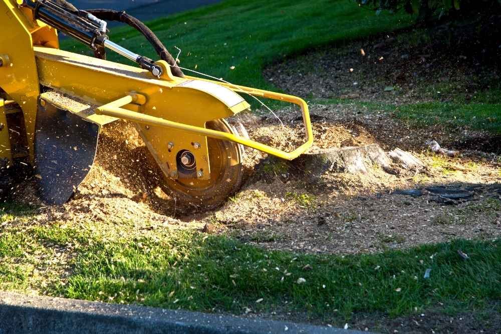 stump grinding near me in New Braunfels TX