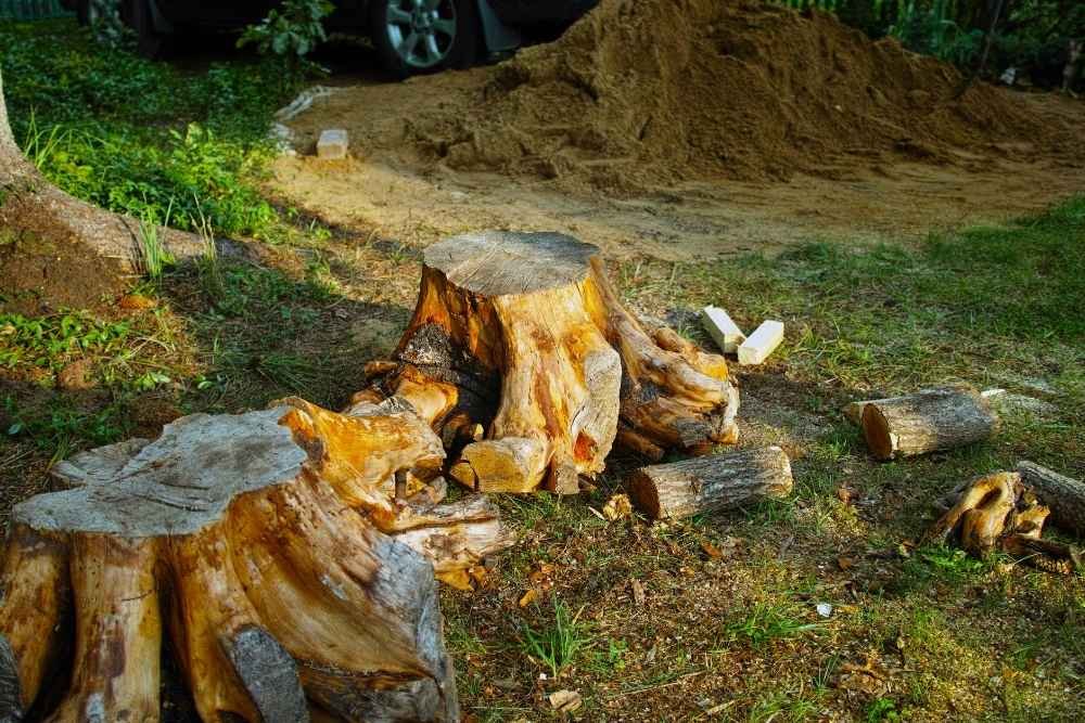 stump grinding services Luling TX