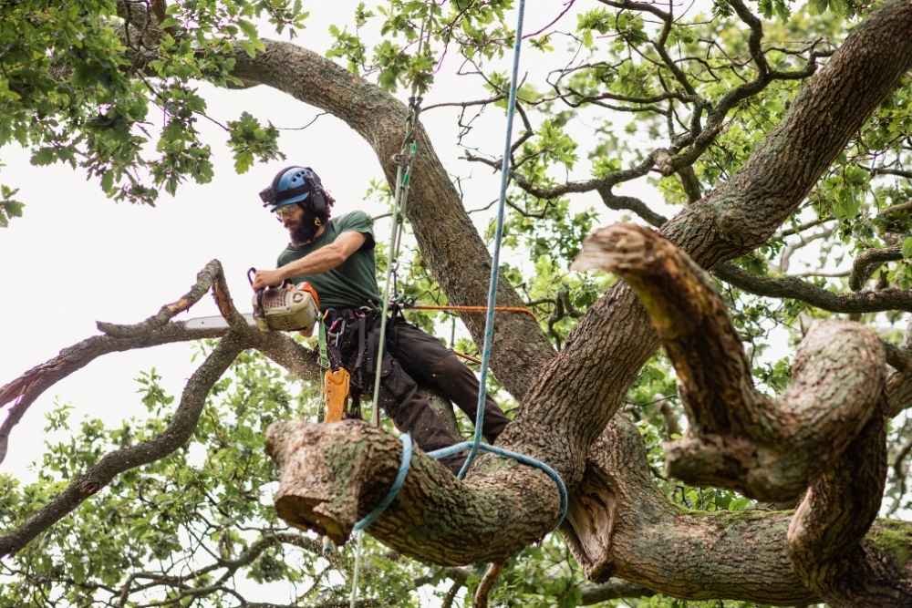 tree trimming Luling TX
